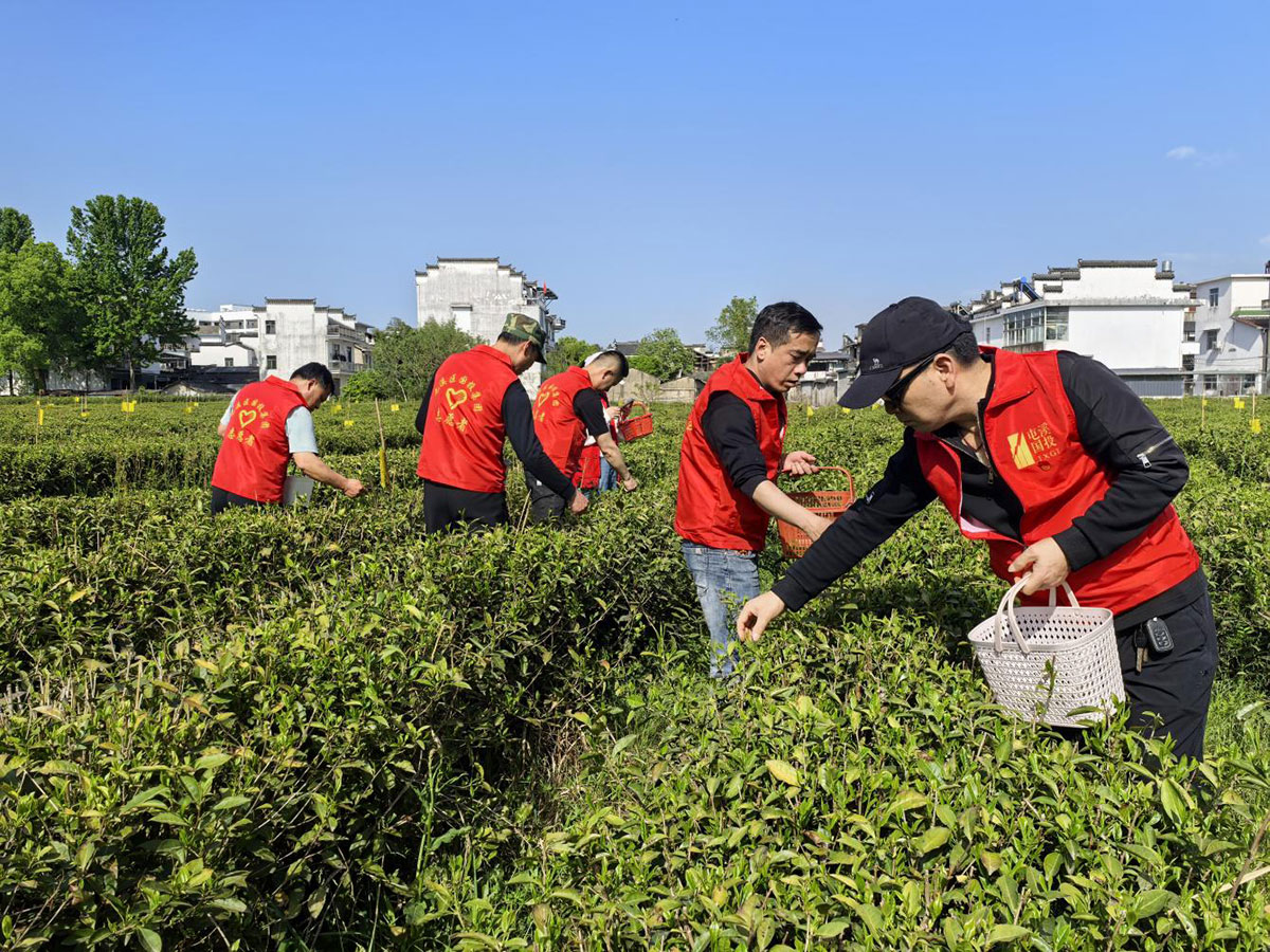 昱城產(chǎn)投公司黨支部開展“茶香潤初心，黨旗映茶園”主題黨日活動