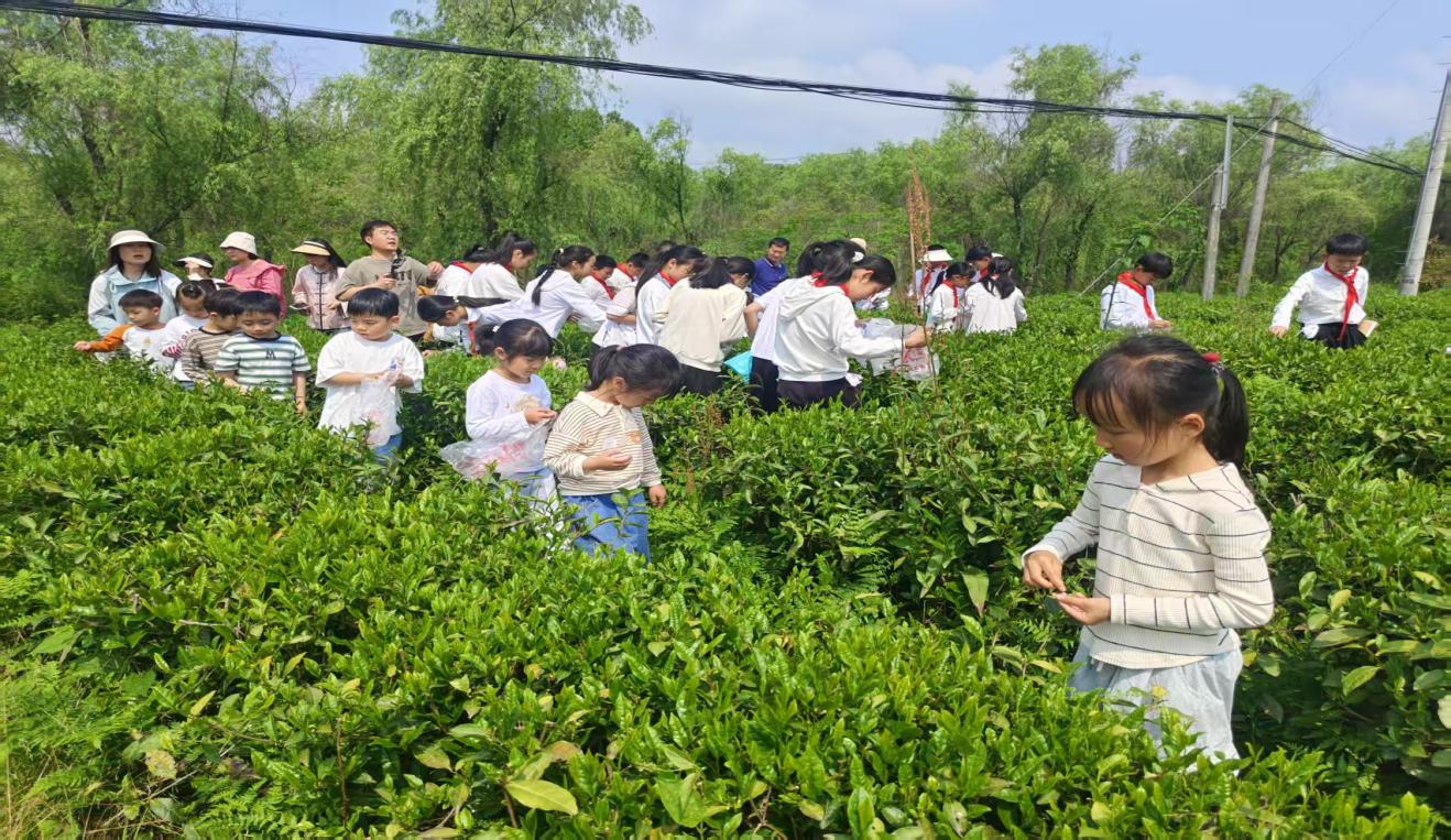 區(qū)關(guān)工委組織學生到實驗茶場開展茶文化主題實踐活動