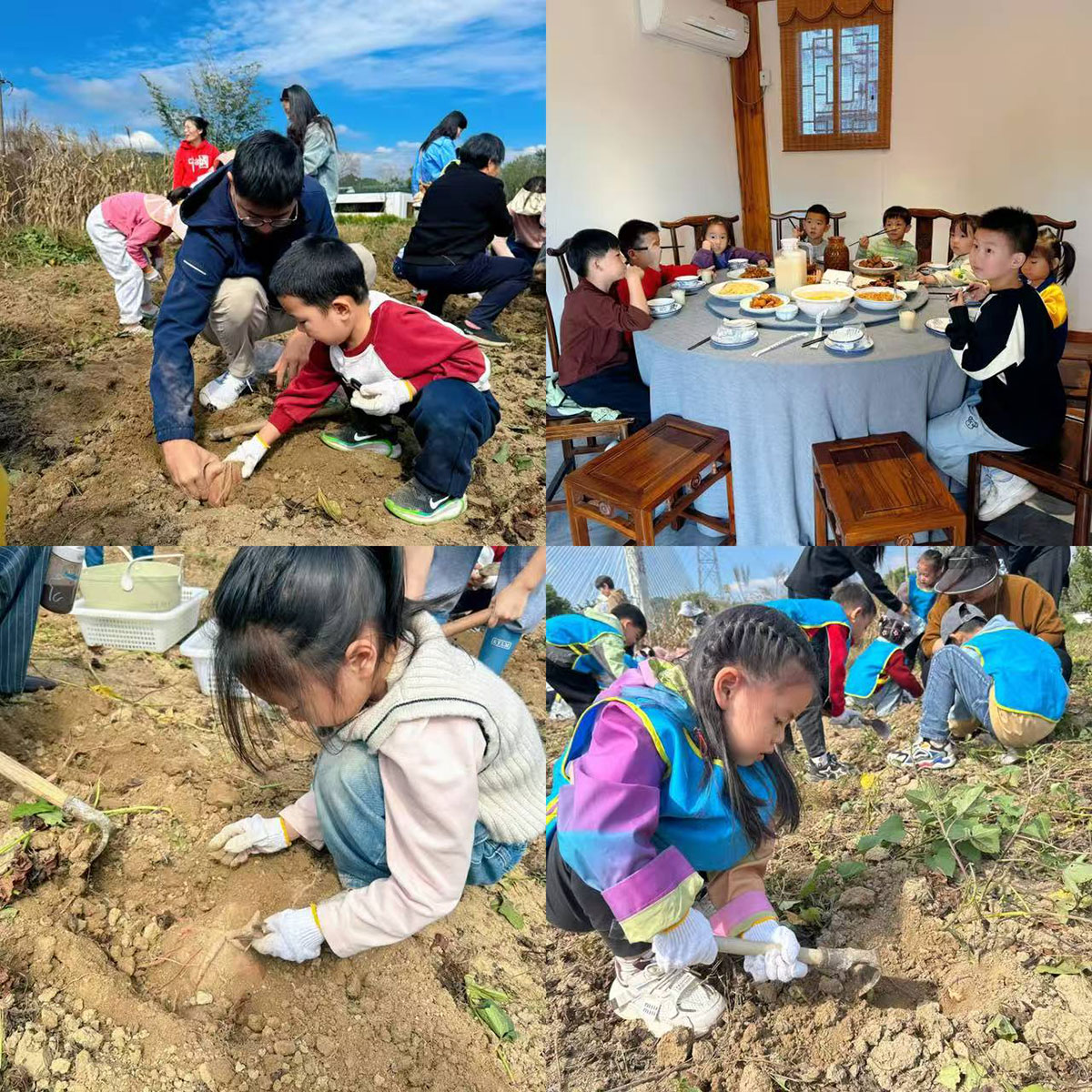 南溪南村：以薯為媒繪新景，活動賦能興鄉(xiāng)村